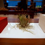 2008_03_garden-op004