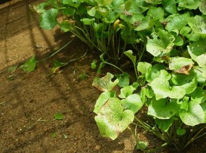 20110709 061-1 20110709 061-1