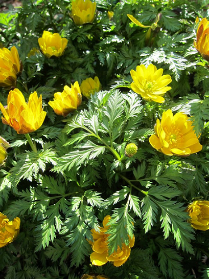 太陽の光を浴びて元気いっぱい福寿草