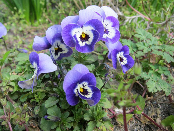 パンジー