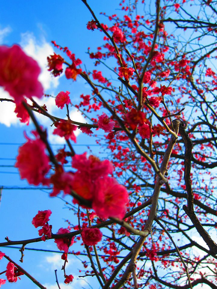 空の青とのコントラストがたまりません！！