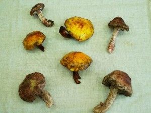 cti201010-15 cti201010-15